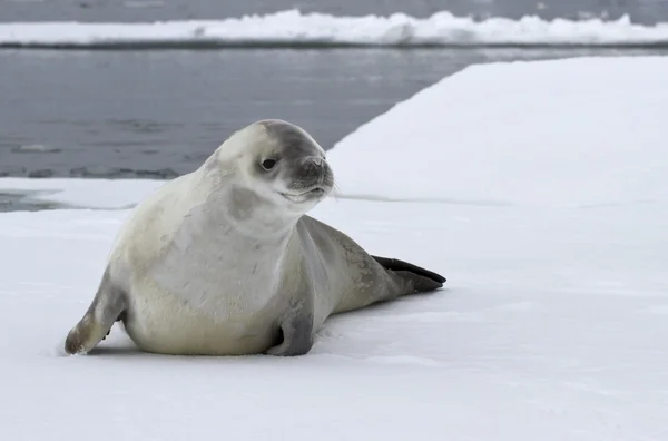 Foca cangrejo en un témpano de hielo en las aguas antárticas — Foto de Stock