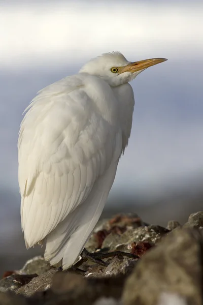 Bovins Aigrette en plumage d'hiver qui se trouve sur l'île sklah Antarctique — Photo