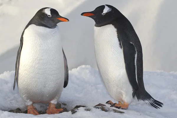 Pingüinos machos y hembras Gentoo cerca del nido — Foto de Stock