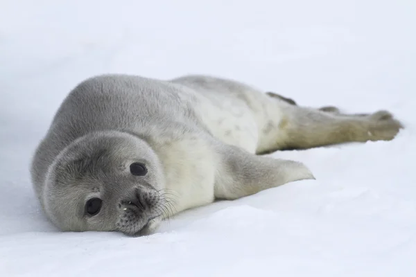 Wedell Robbenwelpen, die auf dem Eis der Antarktis liegt — Stockfoto