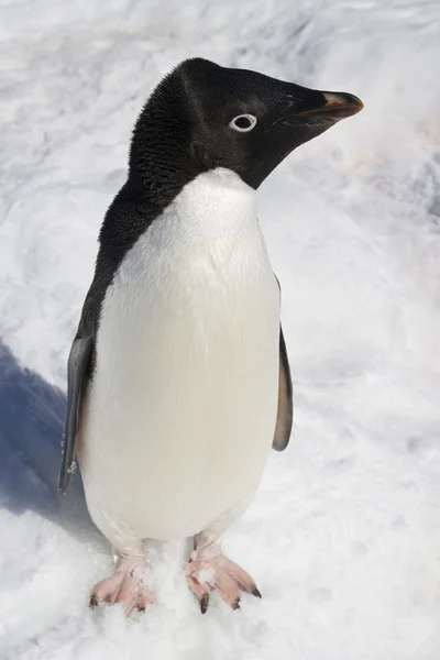 Adelie penguin standing in the snow on a sunny day Royalty Free Stock Images