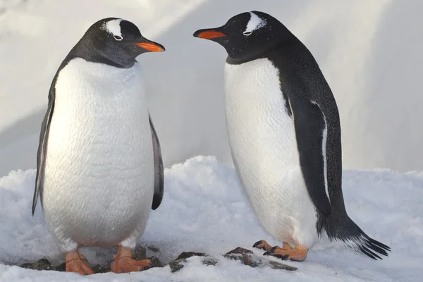 Male and female penguins Gentoo near the nest Royalty Free Stock Photos