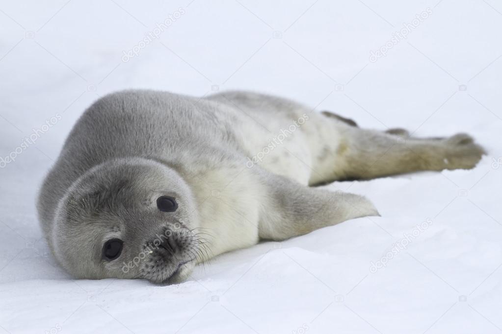 Weddell seal pups which lies on the ice of Antarctica