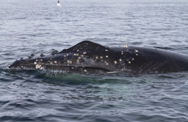 kambur balina head yüzey sularında pop
