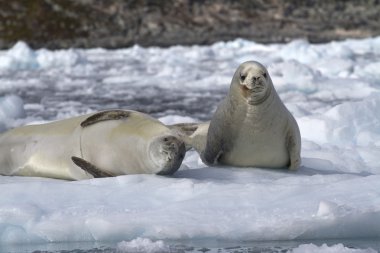 two crabeater seal on an ice floe clipart