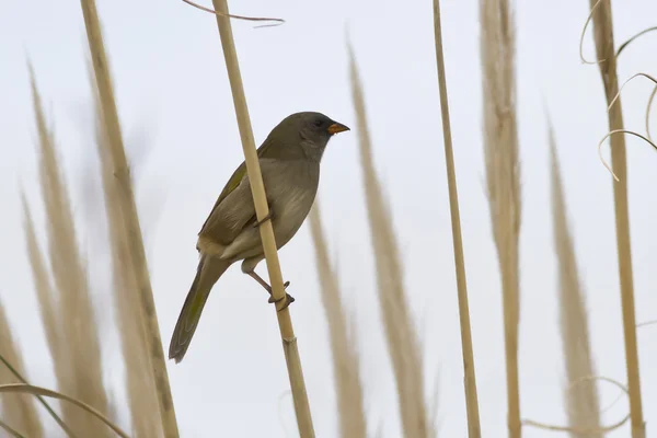 Great Pampa-Finch who sits on the reeds — Stock Photo, Image