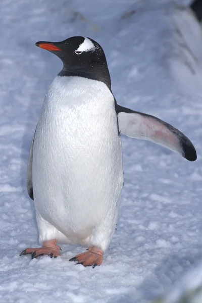 Gentoo pingüino de pie en la nieve —  Fotos de Stock