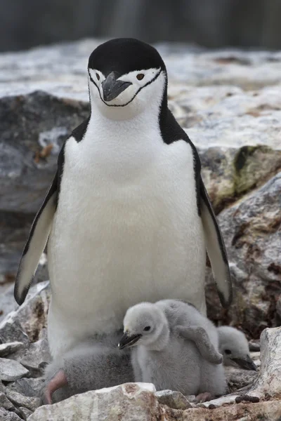 Hembra y dos polluelos pingüino antártico en el nido — Foto de Stock