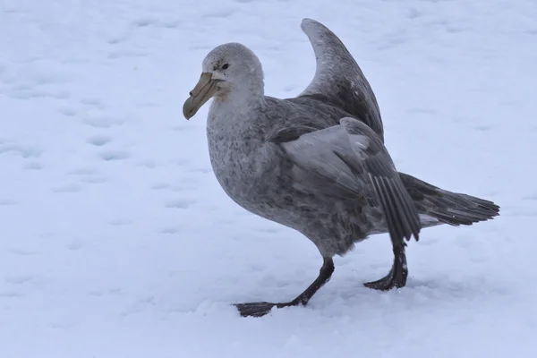 Södra jättestormfågel gå på is — Stockfoto