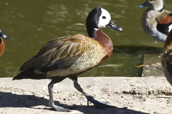 Pato Silbante Cara Blanca caminando a lo largo de la orilla de una pequeña la —  Fotos de Stock