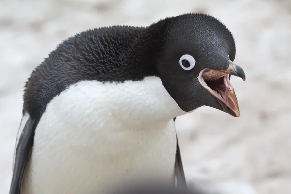 Portrait of Adelie penguin who cries Royalty Free Stock Photos