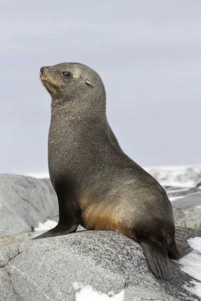 Jovem foca de pele sentada nas rochas Imagens De Bancos De Imagens