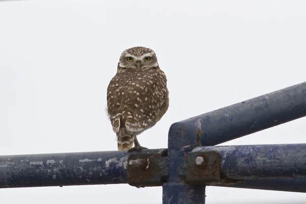 Coruja Burrowing que se senta em uma armação de metal — Fotografia de Stock