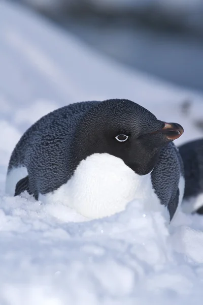 Adelie tučňák ležet ve sněhu na pobřeží Antarktidy jsem — Stock fotografie