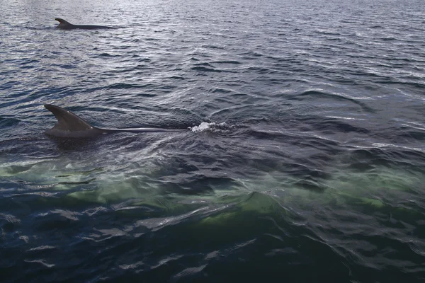 Un par de ballenas minke —  Fotos de Stock