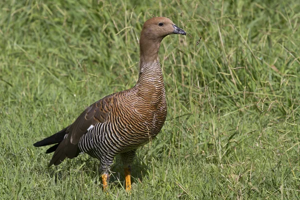 Female Upland Goose or Magellan Goose sitting on a  lawn — Stock Photo, Image