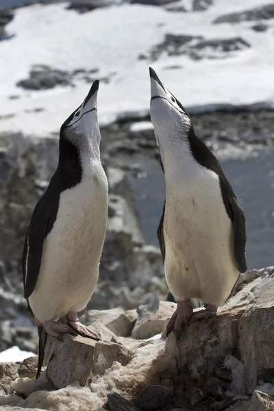 Masculino e feminino antártico pinguim acasalamento temporada o ninho — Fotografia de Stock