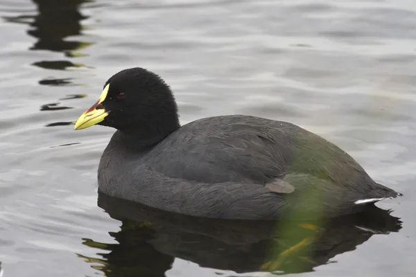 Röd-gartered sothöna som flyter i en liten damm — Stockfoto