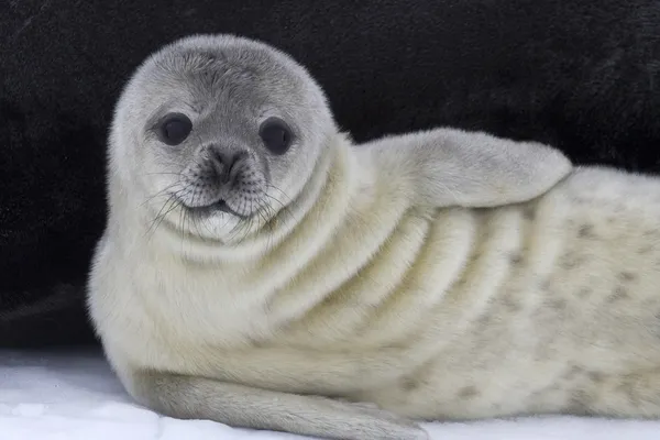 Weddellovo seal pup v blízkosti samice na ledu Antarktidy — Stock fotografie