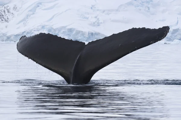 突背クジラの南極海でのダイブ ロイヤリティフリーのストック画像