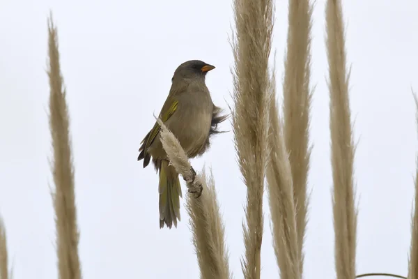 Embemagra platensis who sits on the reeds 2 — Stock Photo, Image