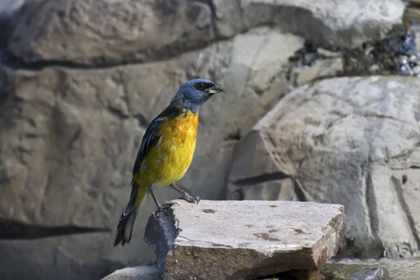 Blå-och-gul tanager som sitter på en stenig yttring — Stockfoto