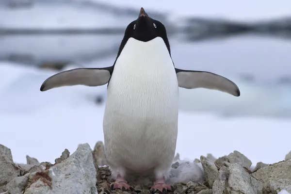 アデリー ペンギンは立っている巣の近く春の日 — ストック写真