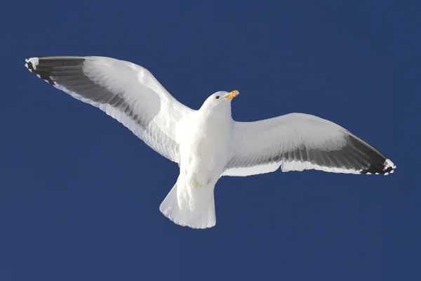 Gaivota dominicana voando sobre as ilhas da Antártida ensolarado inverno d — Fotografia de Stock