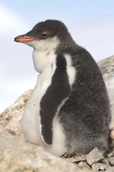 Gentoo penguin chick nära boet på en solig eftermiddag — Stockfoto