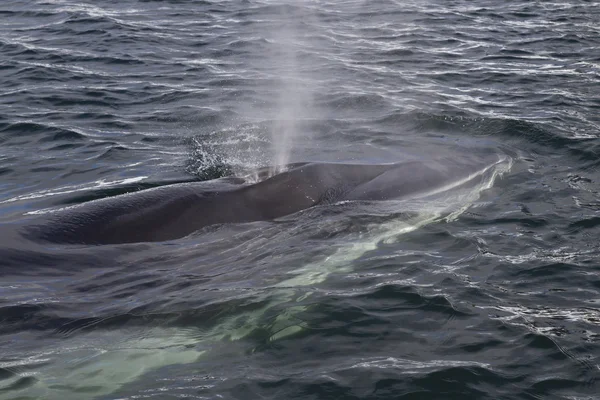 Minke baleia pop-up na superfície do oceano e produz uma fonte — Fotografia de Stock