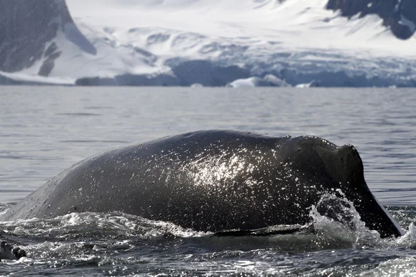 Горбатого кита погружения обратно в воду в спрей от Стоковое Изображение