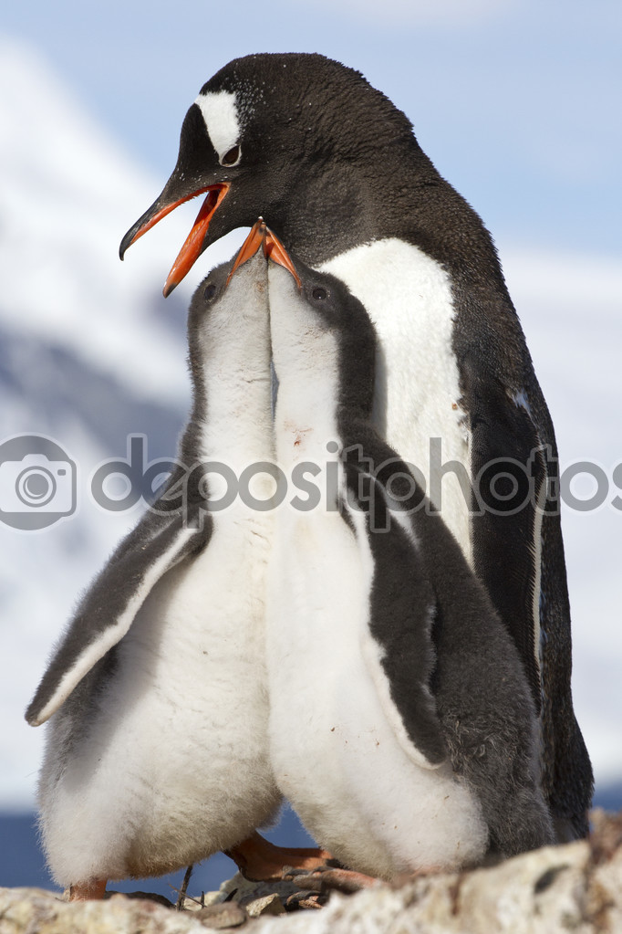 two chicks and female Gentoo penguins at feeding time