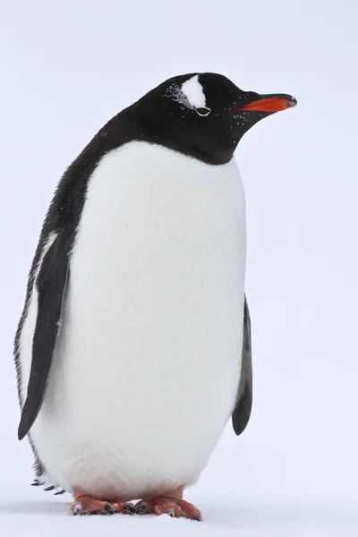 Pingüino Gentoo de pie sobre la nieve en la Antártida — Foto de Stock