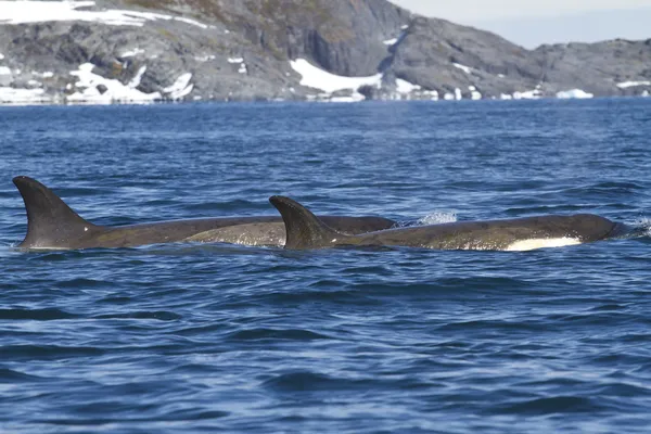 Grupo de baleias assassinas nadando ao longo de uma das Antárcticas — Fotografia de Stock