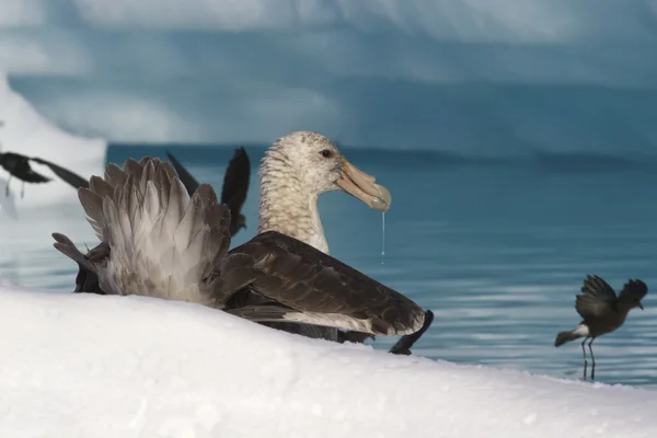 Zuidelijke reus stormvogel eten aas in de Antarctische wateren — Stockfoto