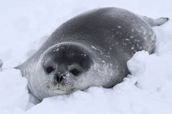 Weddella seal pup w śniegu na Antarktydzie — Zdjęcie stockowe