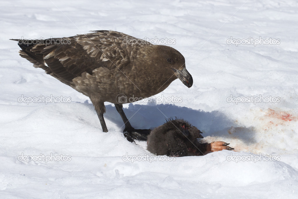 brown skua chick who eats Adelie penguin on snow — Stock Photo © Tarpan