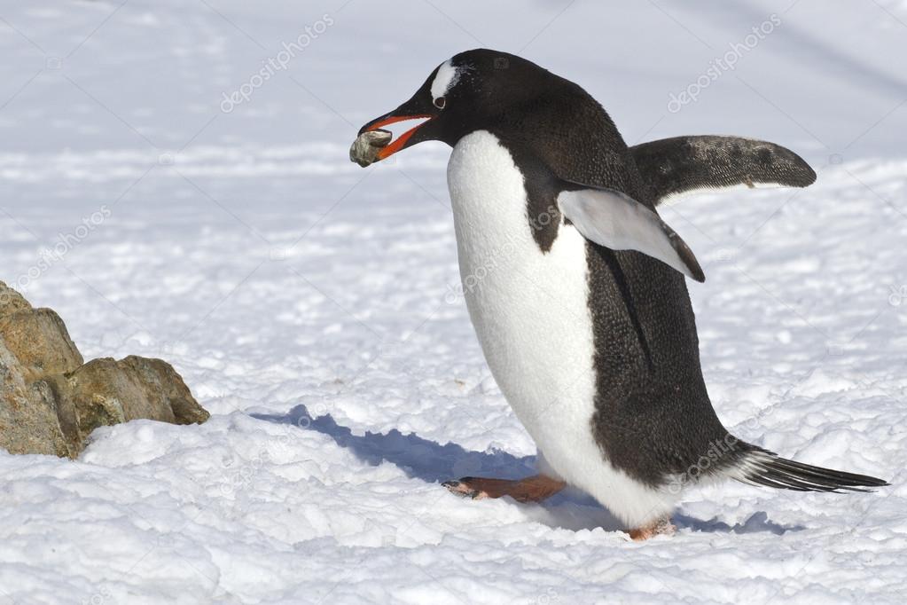 Gentoo penguin walking on snow and carrying a stone