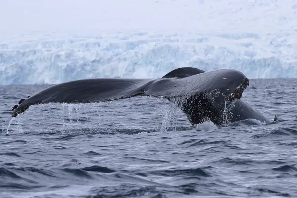 Ballena jorobada buceando en el agua de la Península Antártica —  Fotos de Stock