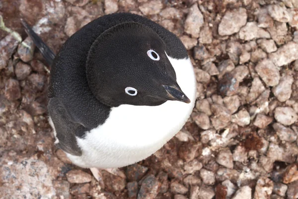 Portrait von adeligem Pinguin, der im Nest sitzt und nach oben schaut — Stockfoto