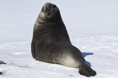 Pups southern elephant seals in the snow clipart