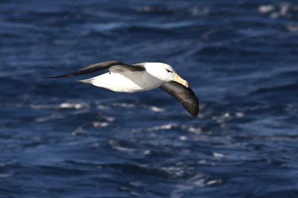 Černým obočím Albatros, tyčící se nad vodami Atlantiku — Stock fotografie