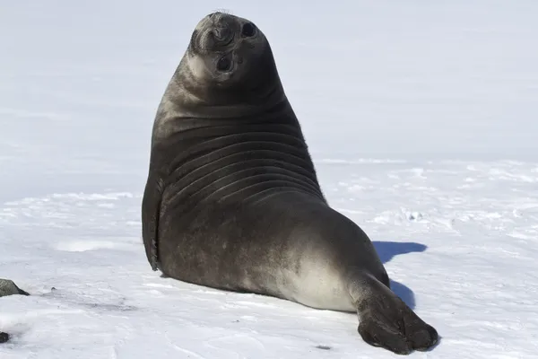 Filhotes de focas elefantes do sul na neve — Fotografia de Stock