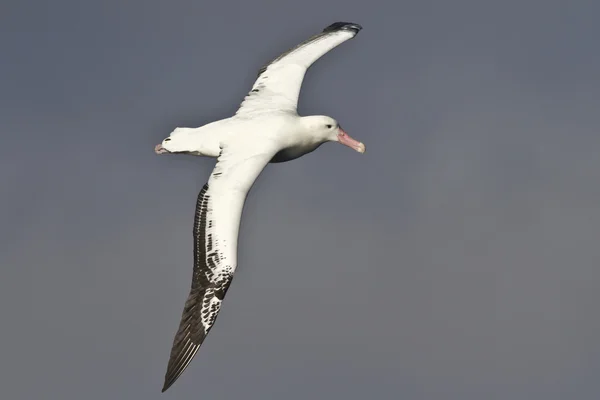 Albatros reales flotando sobre las aguas del Océano Atlántico o —  Fotos de Stock