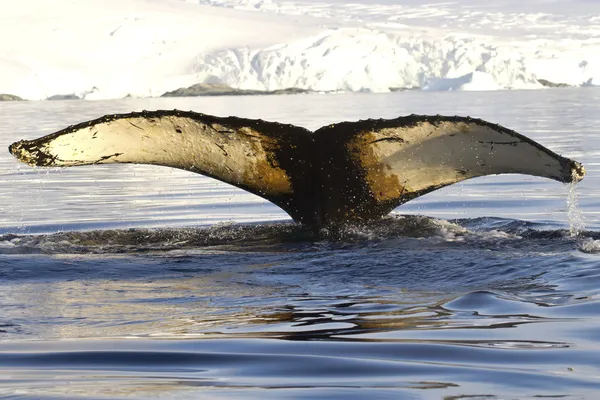 Cola de ballena jorobada se sumergió en las aguas cerca de la pluma antártica Fotos De Stock