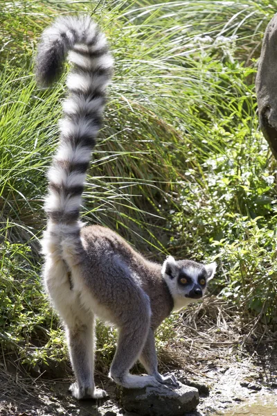 Ring-tailed lemur who stands on the shore of lake its tail rais — Stock Photo, Image