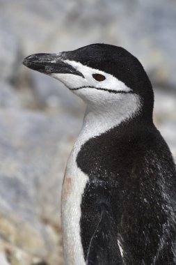 portrait of Antarctic penguin  near colony the Antarctic island clipart
