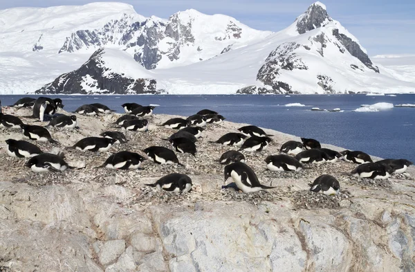 Adelie pinguin kolonie auf den felsen einer antarktischen insel — Stockfoto