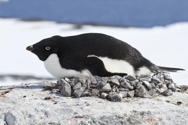 Hembra pingüino Adelie incuba en el nido en la cima del acantilado — Foto de Stock