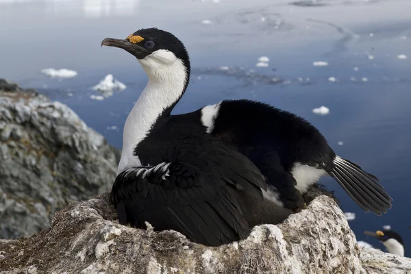 Cormoran aux yeux bleus de l'Antarctique qui incube l'embrayage sur le — Photo